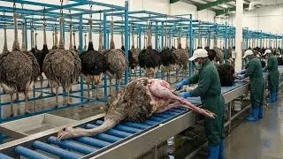 Inside the Ostrich Leather Factory | How Million-Dollar Products Are