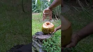 Amazing Healthy Drink | king Coconut #coconut #savoryfood #shorts  #drink #helthly #coconutvarieties