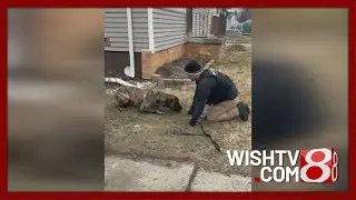 Warrant issued for owner of dog seen stuck on moving trailer in freezing weather