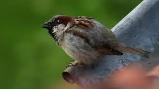 male House Sparrow call; Haussperling M&auml;nnchen Gesang; Maginon 8/500mm telephoto lens