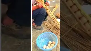 Straw or Science? 🤯 The Genius Way to Protect Eggs