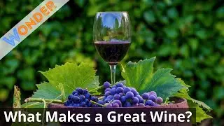 Five Main Steps of High-quality Wine-making From Grape to Bottle | Wonder | Wonder