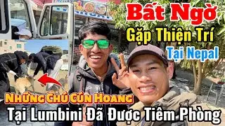 Bất Ngờ Gặp Thiện Trí Tại Nepal | Những Chú Cún Hoang Ở Lumbini Đã & Đang Được Tiêm Phòng #moinhat 