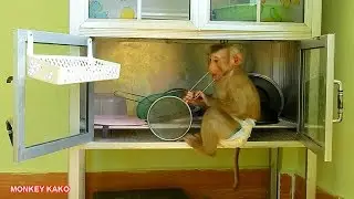 How Monkey Kako Doing In Kitchen Room Without Mom | Monkey Play In Kitchen Room