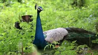 peacocks roaming arround our house