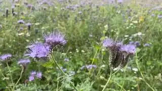 Wild Flowers 🪷🇬🇧 Lacy phacelia