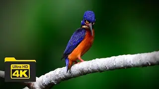 BLUE-EARED KINGFISHER | BIRDS OF BORNEO | YCLEE PHOTOGRAPHY