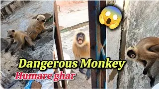 Dangerous Monkey Attack at Our Home 😱 | Humare Ghar Bandar Ka Hamla|  बंदर 🐒मेरे घर में घुस गए 