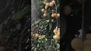 An 80 year old Longan tree