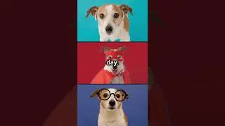 Hilarious animal antics( you can&rsquo;t miss) #facts #animals #wildlife #nature #funpost