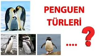 Penguen Türlerinin İsimleri ve Yaşadıkları Yer