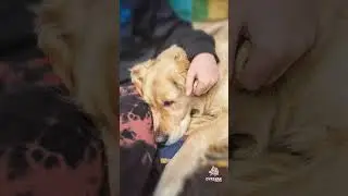 Skolehund hjelper elever med lesevansker