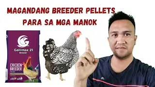 MAGAMDANG BREEDER PELLETS SA BREEDER NA MANOK