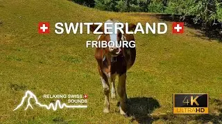 Relaxing Cow Sounds in Swiss Alps