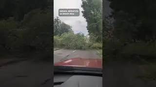 В Минске ветер повалил большое дерево