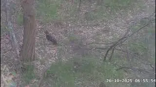 SE35 flies from the nest to the ground 71 days old 😯  / 26-10-2025 / Sea-EagleCAM