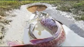 Easy deep hole fish trap - Man dig a hole make fishing trap catch a lot of fish