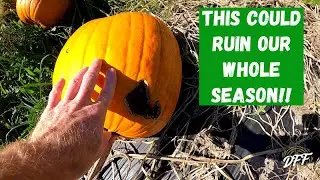 Sprayer Modification & Spraying Pumpkins!!