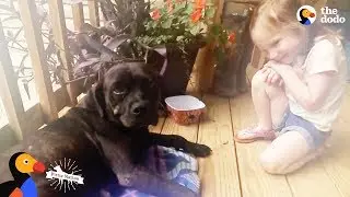 Stray Dog Shows Up on Couple's Porch And Changes Their Mind About Dogs | The Dodo Pittie Nation
