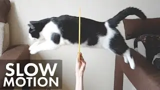 Jumping cat through the hoop. Slow motion.