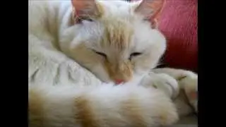 Goldy the Flame Point Siamese Cat