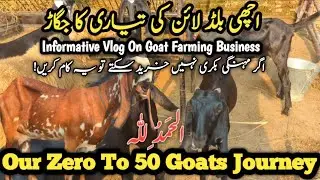 From Zero To 50 Goats 🐐 Our Goat Farm Business Journey Revailed