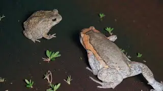The Bull Frog meet it's friend toad 🐸 #love #frog #funny