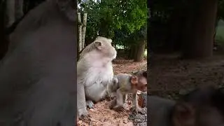 Lovely Baby Monkey Cinn Get Warm By His Mom