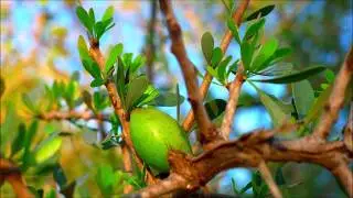 Side Effects of Argan Oil