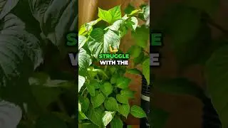 Pest-Free Plants This Winter! Keep Them Healthy and Pest-Free! 🌱