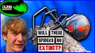 Are Black Widows Going EXTINCT?!
