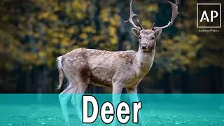 The Privet Life of Deer | Most Beautiful Deer Videos Compilation 2020 #AnimalPlots
