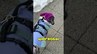 Жёлтые сугробы #галнилевлетка #левретка #собака
