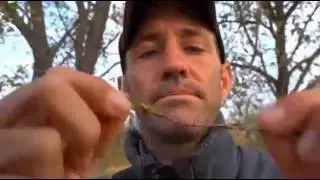Safari Live Videos-Sunrise Drive- July 8- Silver Cluster Leaf Rope Making