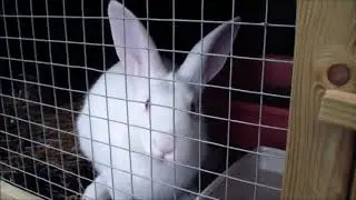Bringing the disabled bunny to the bunnyrescue! - Konijnenopvang Hazel