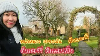 สภาพในสวนหน้าหนาวประเทศเยอรมัน ต้นเชอรรี่ ต้นแอปเปิ้ล เป็นแบบนี้ ยังมีผักไทยทนหนาวได้อีก