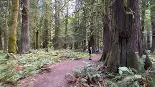 Nature Trail at Lake Crescent Lodge