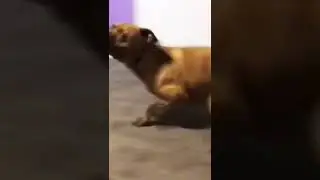 Dog Spinning Around Fast Like He Have To Urinate😂😂😂#strangers, #doglover, #comedyvideo, #prank