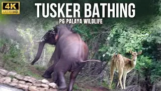 🔥Wild Animals Sightings | PG PAlya Wildlife Safari @SimbaaVlogs