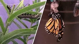 Raising Butterflies From Caterpillars in a Butterfly Habitat Enclosure