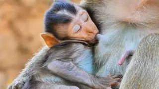 Cutest little precious try to hugs mother sucking milk fresh while sleepy 
