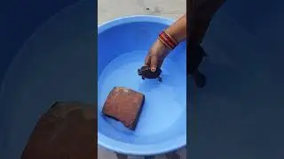 my little turtle's 🐢 daily routine #youtubeshortsvideo
