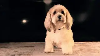 Dogs In Heaven (album version)
