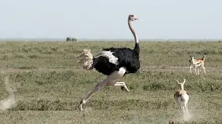 Meet the Ostrich!  Fun Facts for Kids