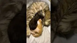 #kittens #kittenshorts #kittenvideos #ibukucing #indukkucing #shorts #catshorts #funnycats#cute