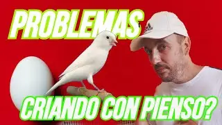 3️⃣ EXPERIENCIAS DE CRIAR CON  PIENSO (CRIA DE CANARIOS)
