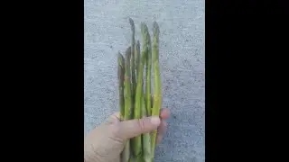 Growing Asparagus seed to Harvest