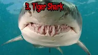 5 Most Dangerous Sharks