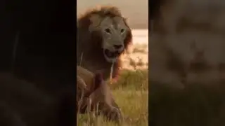 The King of the Grassland