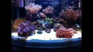 Reef Tank Pico Nano 3 Gallons